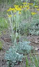 Woolly Round Leaf Ragwort