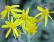 Wooly Rounded leaf Ragwort