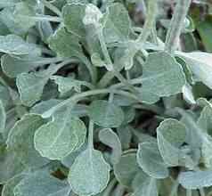 Woolly rounded leaf ragwort