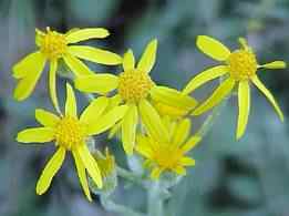 Woolly rounded leaf ragwort
