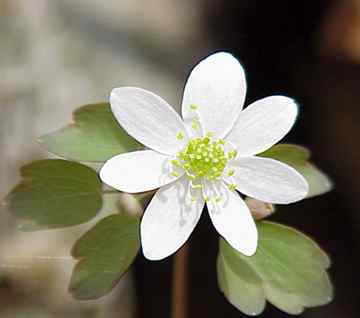 Rue Anemone