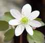 Rue Anemone