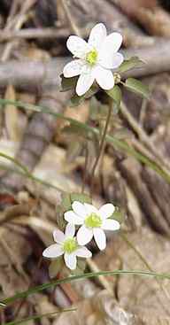 Rue Anemone