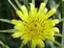 Goats Beard