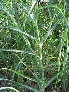 Goats Beard Plant