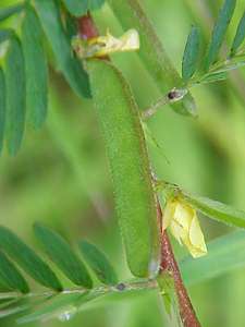 Sensitive Plant seed pod
