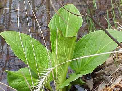 Skunk cabbage