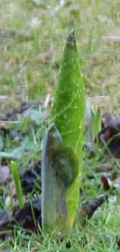 skunk cabbage