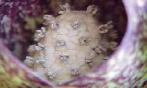 Skunk Cabbage Flower