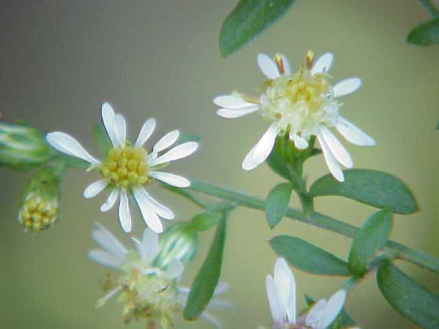 Small White Aster