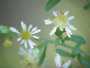 Small White Aster