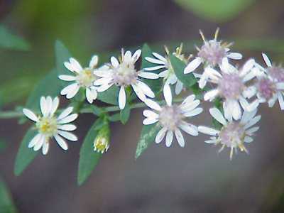 Small White Aster