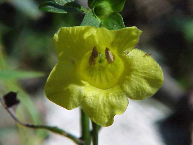 Sooth False Fox Glove