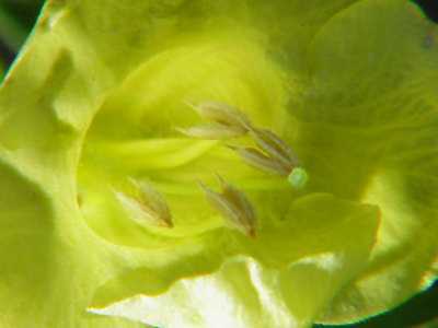 Smooth False Fox Glove