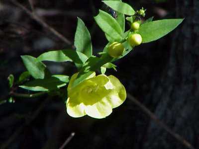 Smooth false fox glove