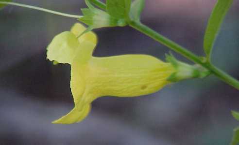 Smooth false fox glove