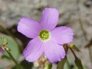 Violet Wood Sorrel