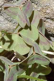 Violet Wood Sorrel