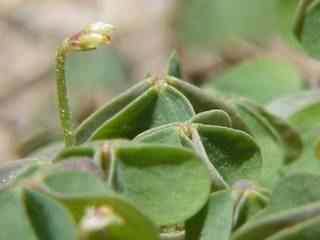 Wood Sorrel
