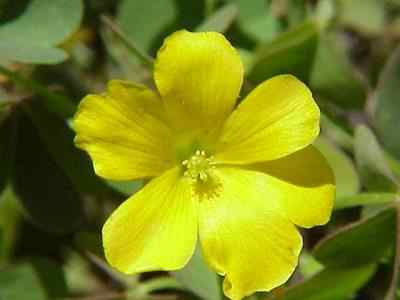 Yellow Wood Sorrel