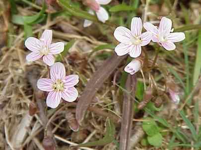 Spring Beauty