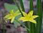 Stargrass ( Hypoxis hirsuta )