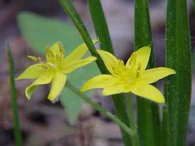 Stargrass Amaryllis Family