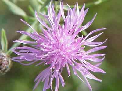 Spotted Knapweed