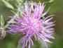 Spotted Knapweed