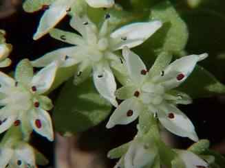 Stonecrop