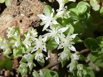 Stonecrop