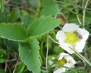 Wild Strawberry