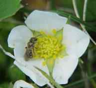 Wild Strawberry