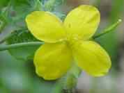 Swallowwort Flower