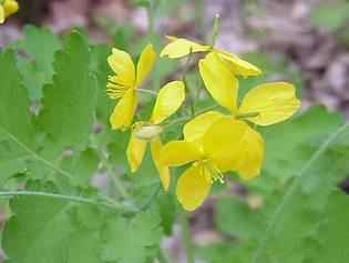 Swallowwort