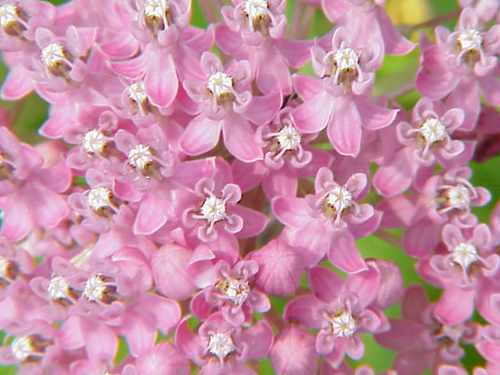 Swamp Milkweed