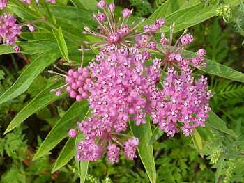 Swamp Milkweed