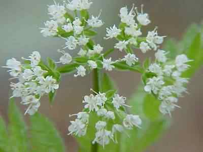 Sweet Cicely