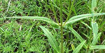 Teasle (Dipsacus sylvestris)