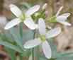 Toothwort