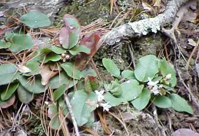 Trailing Arbutus