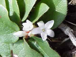 Trailing Arbutus