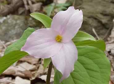 Pink Trillium