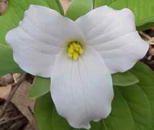 Trillium white