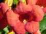 Trumpet Vine