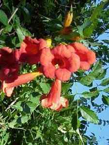 Trumpet Vine