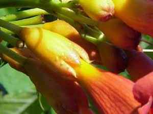 Trumpet Vine