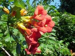 Trumpet Vine