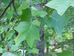 Tulip Tree