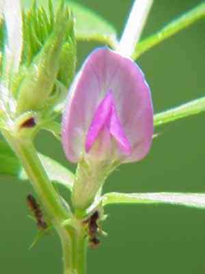 Vetchling